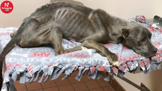 Janitor finds skeleton dog and rushes to save him. But when vet lifts up his paws, tears start to flow