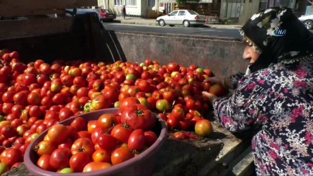 Domates çekme makinesi kadınların işini kolaylaştırdı