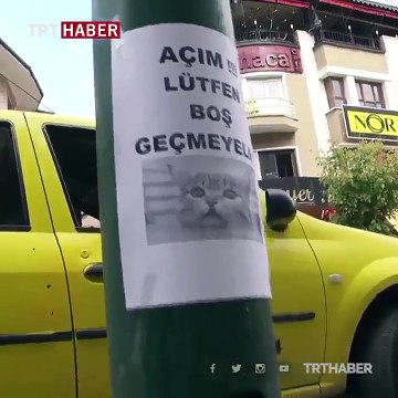 Bursa'da ilginç deney: Mama için dilenen kedi