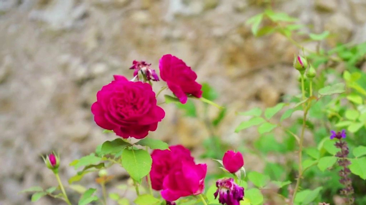 Jardin - Les Nouveaux Jardins du Château de Chenonceau