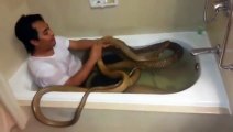 Cet homme prend un bain avec son cobra royal de compagnie... risqué