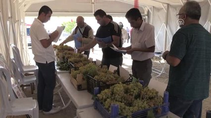 Ürgüp'te "47. Uluslararası Bağ Bozumu Festivali" - Nevşehir