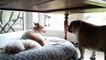 Bulldog Throws priceless temper tantrum for his stolen bed