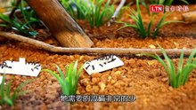 「蟻」起生活吧！養螞蟻當寵物好療癒