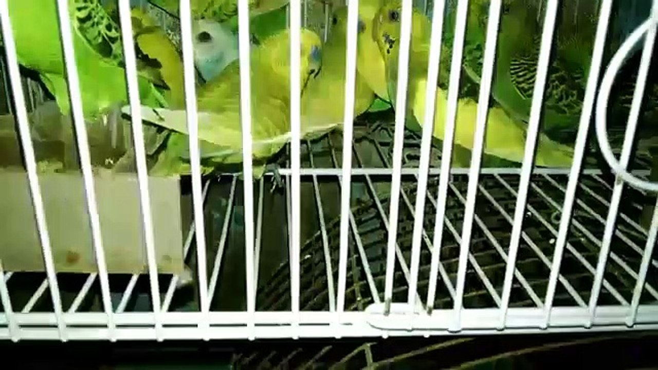Buddies parrot selling
