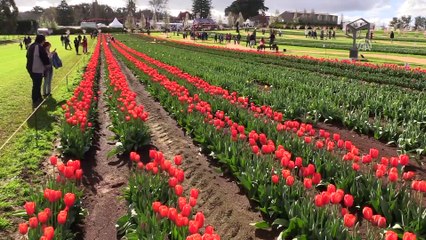 Avustralya'da Lale Festivali - MELBOURNE