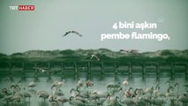 Tunus sahillerinde flamingoların etkileyici dansı