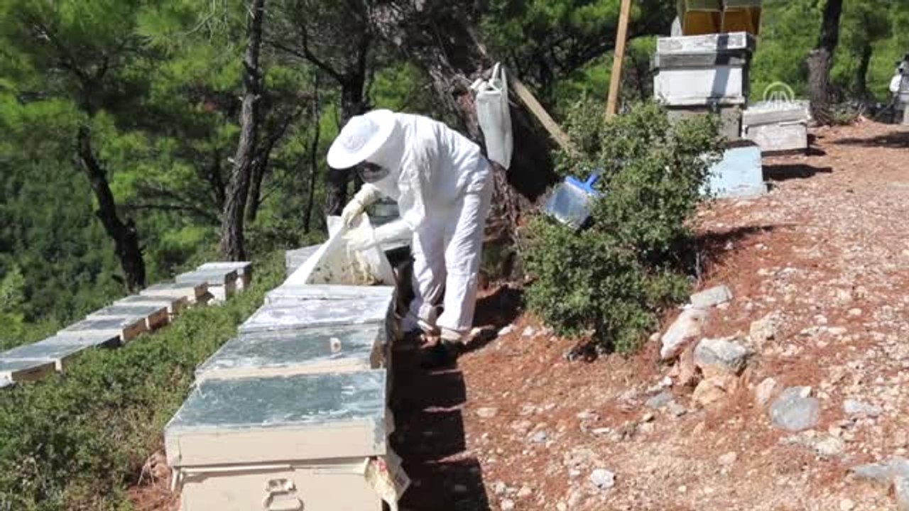 Spil Dağı'nda Bal Hasadı Başladı