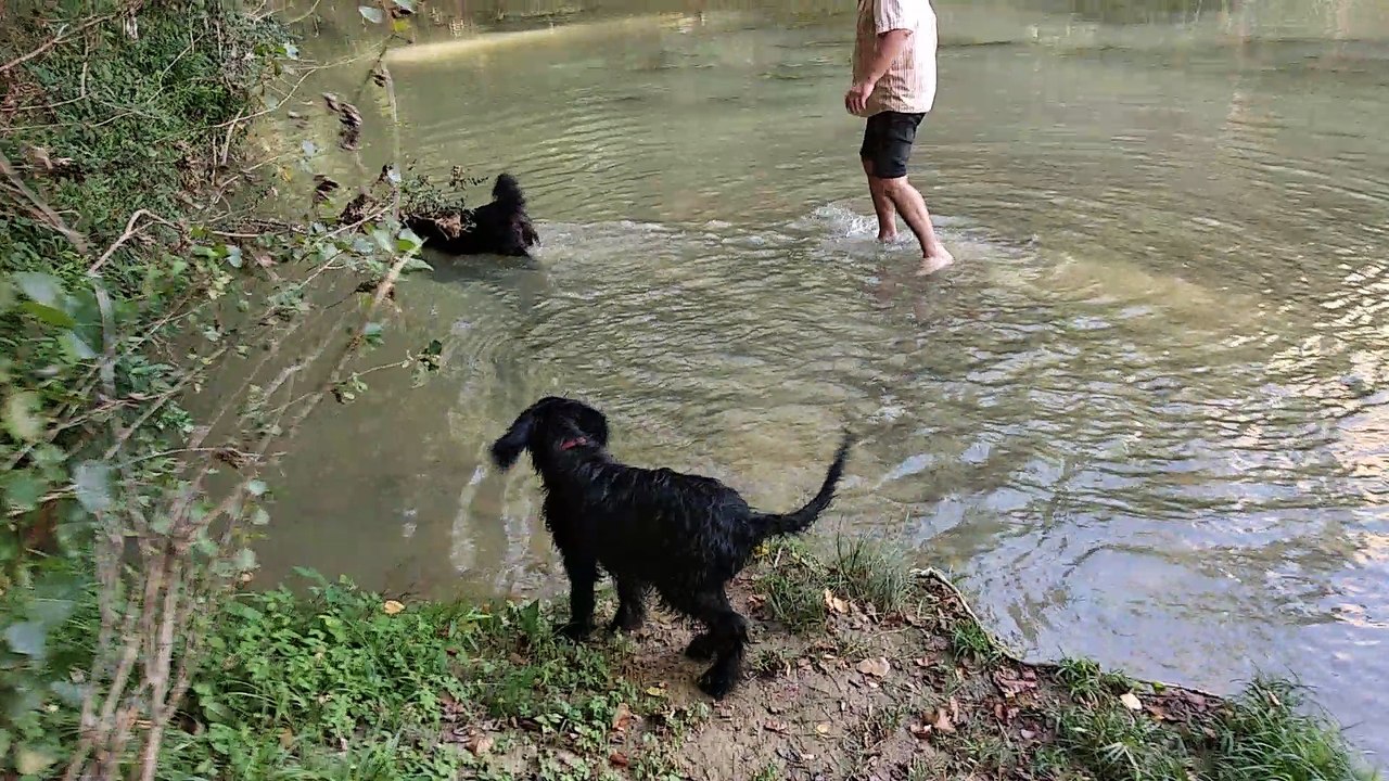 Obiwan et Lola dans la Save à Grenade sur Garonne !!! 09/2018