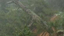 Oldest Pine Tree in Baguio Destroyed in Landslide Caused by Mangkhut
