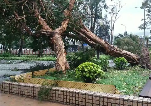 Typhoon Winds Knock Over Trees, Block Roads in Sai Kung