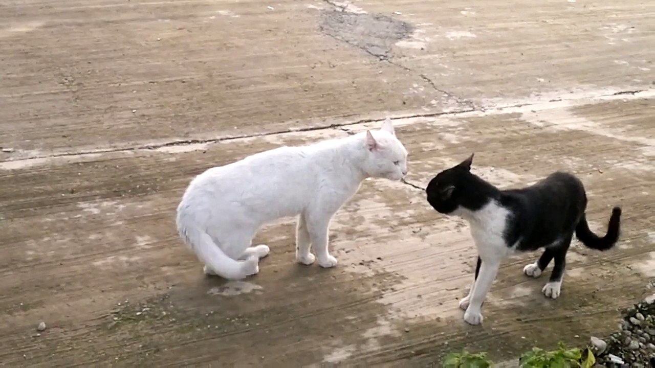 catfight kedi kavgası