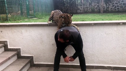 Il s'amuse avec ses 2 léopards de compagnie