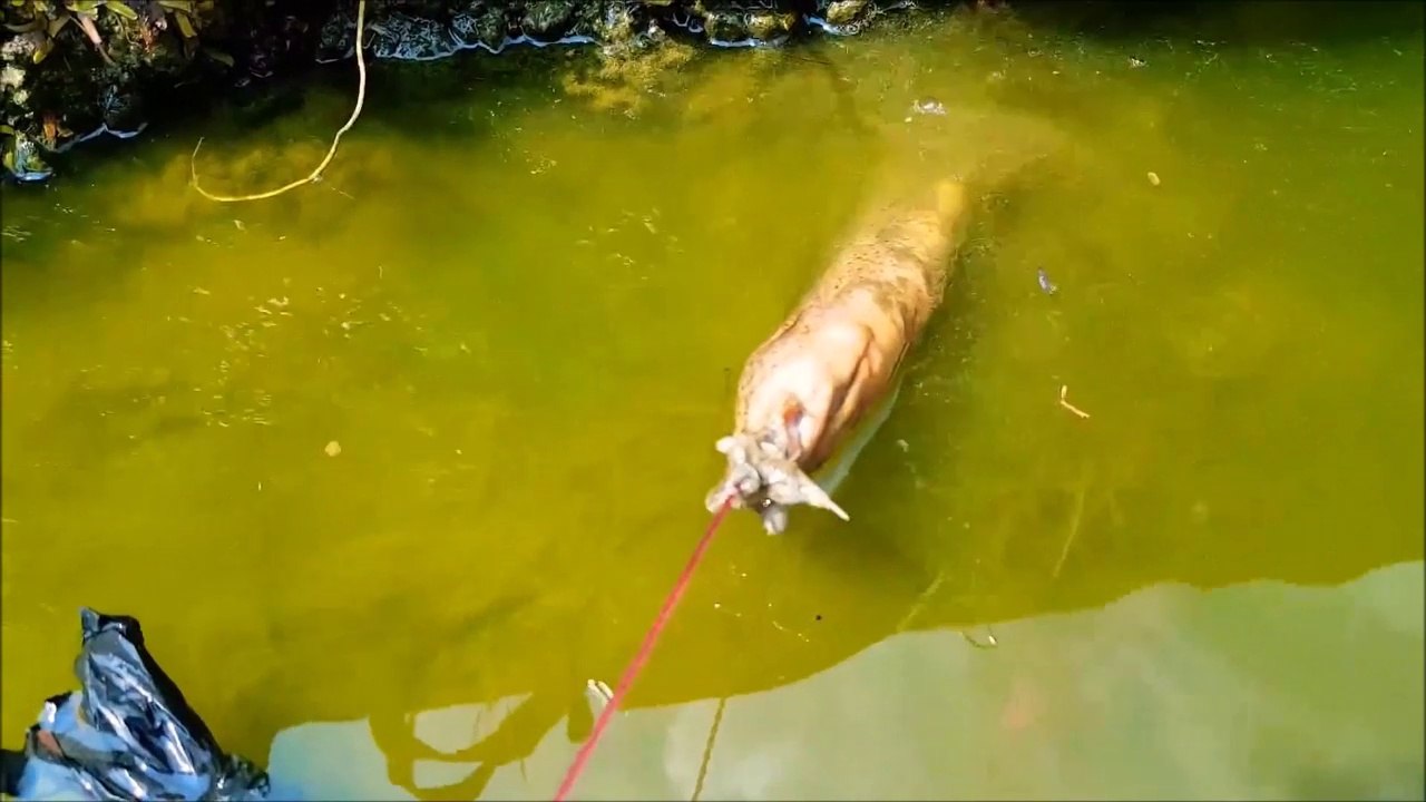 Ce pecheur sort une anguille de son trou : incroyable