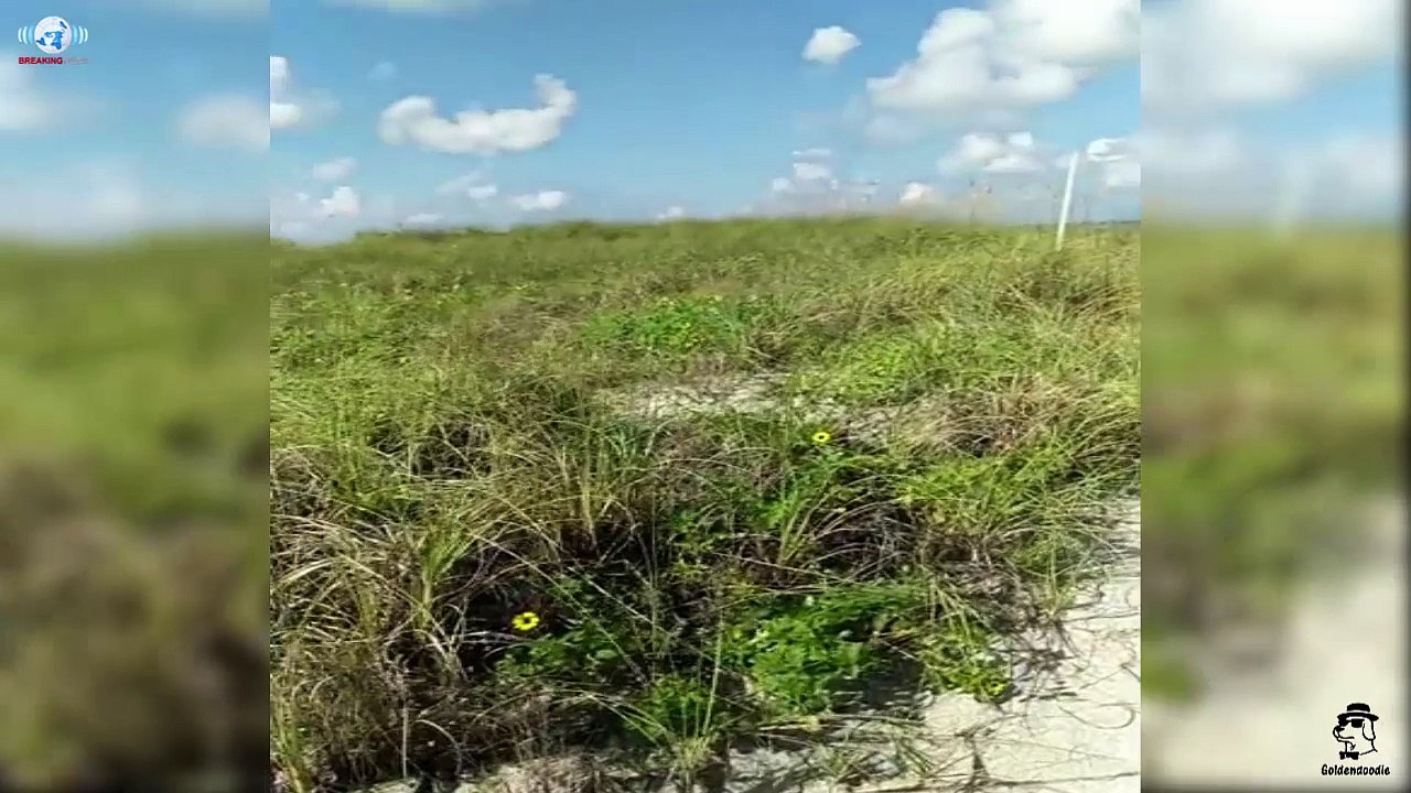 US beaches deal with red tide,Thousands of snakes and dead fish Off