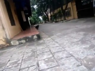 Why dogs have always been human's best friends?