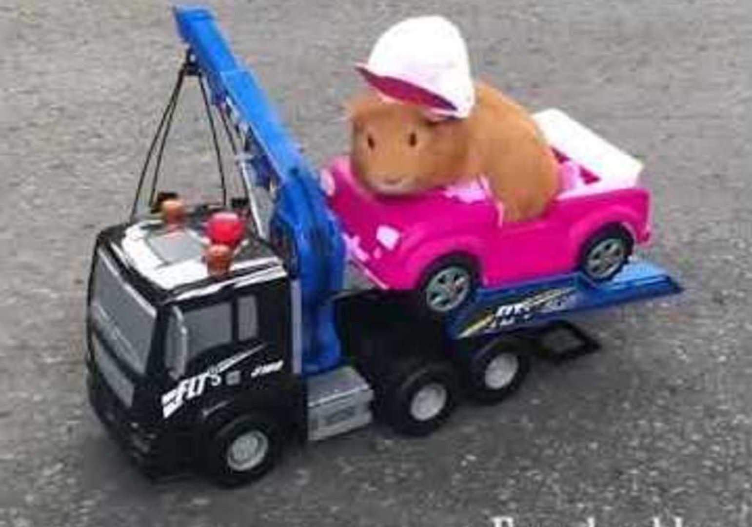 ⁣Guinea Pig Cruises Around the Block in Style