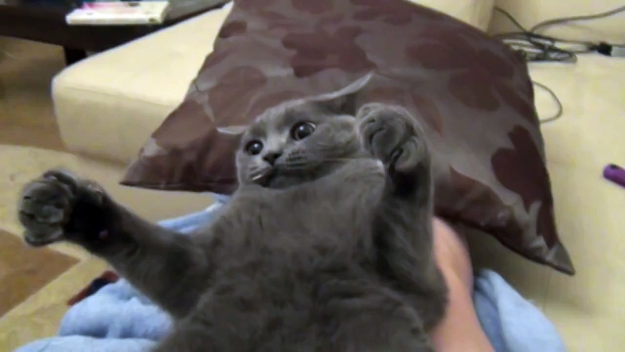 Havlayan kedi