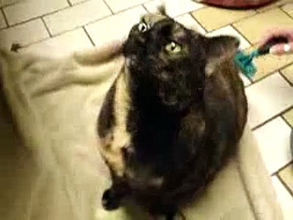 Konuşuyor ama kızgın mı mutlu mu belli değil