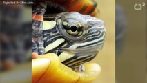 Are Turtles At Risk For Extinction?