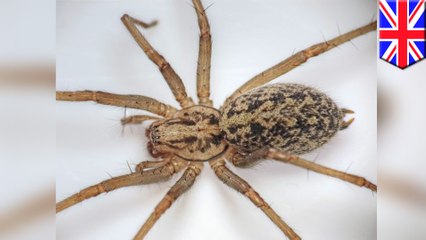 An increase of spiders appearing in UK homes
