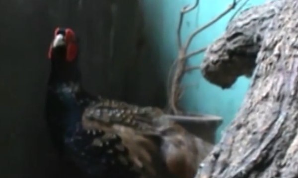 Bisnis Ayam Hias, Raup Untung Hingga Ratusan Juta Rupiah