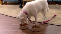 Un chien « végétarien » qui préfère la viande aux légumes et qui ridiculise sa maîtresse