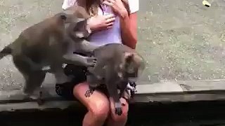 Monkey sex in front of girl . Most funny video