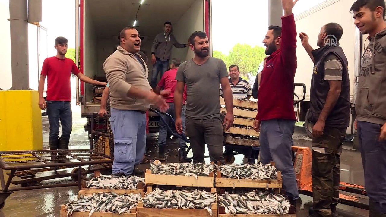 Ege'de sardalya bereketi - İZMİR