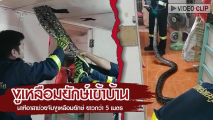 งูเหลือมยักษ์เข้าบ้าน นาทีอาสาจับงูเหลือมยาวกว่า 5 เมตร ใต้ฝ้าเพดานในบ้าน