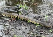 Floodwaters Bring Out Venomous Cottonmouth Snakes in North Carolina