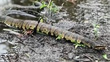 Floodwaters Bring Out Venomous Cottonmouth Snakes in North Carolina