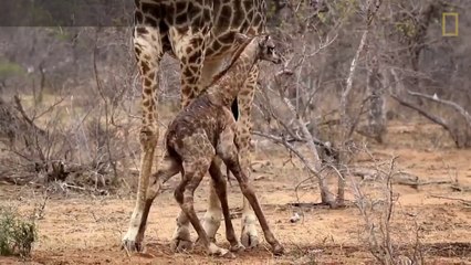 Les premiers pas incertains d'un girafon