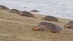 300 spécimens de tortues en voie de disparition retrouvés morts