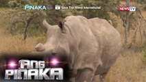 Ang Pinaka: Saving the life of the Southern White Rhinos