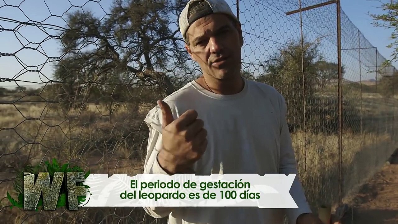 ¡Frank se hace amigo de un leopardo después de ser arañado! | Wild Frank en África | Animal Planet
