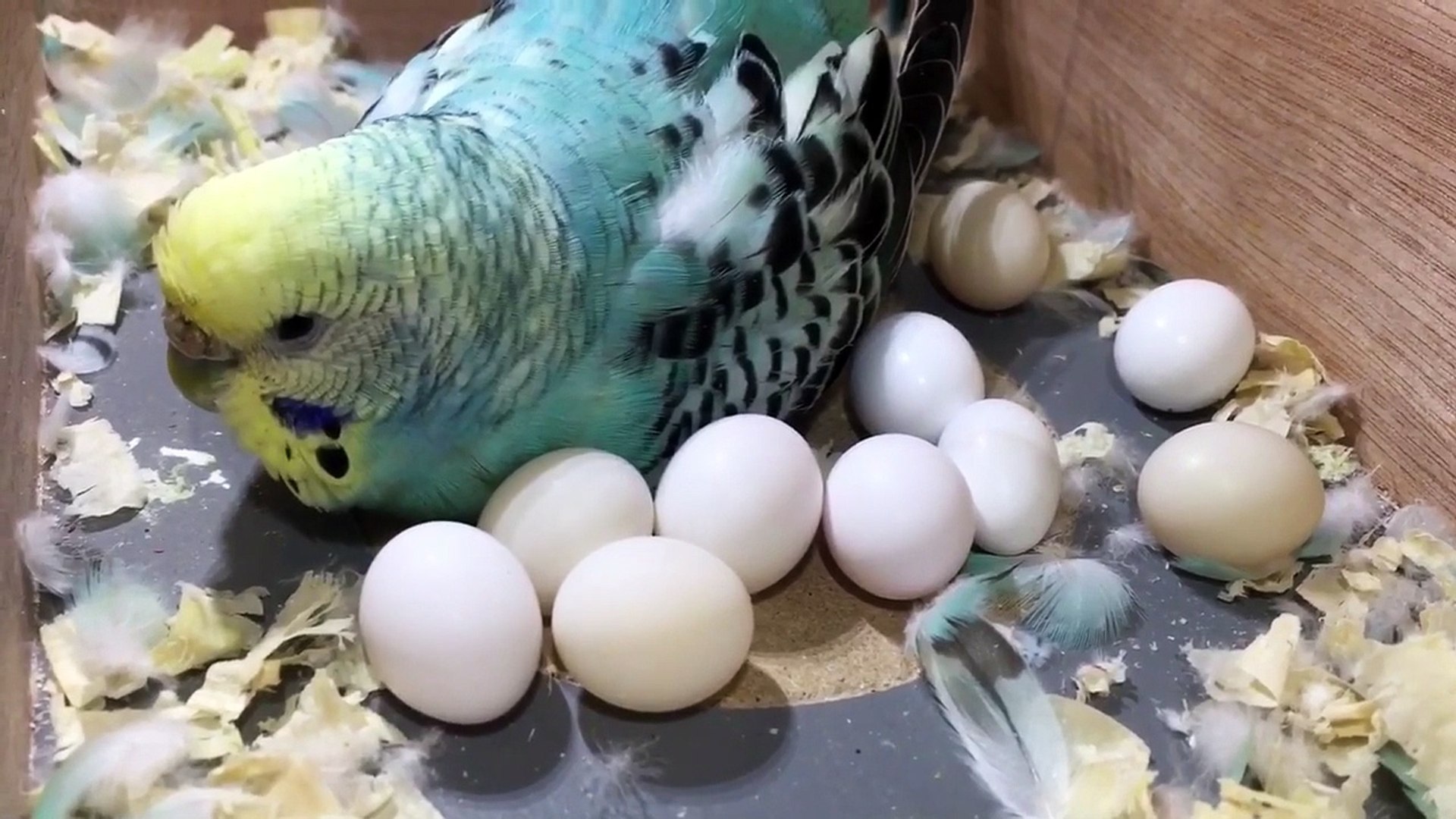 Budgie Has Too Many Eggs - video Dailymotion
