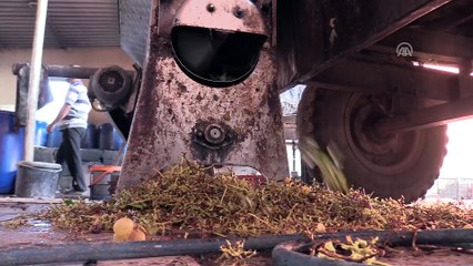 Hatay'da pekmez mesaisi başladı