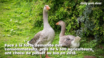 Un nombre record d'agriculteurs sont passés au bio en 2018