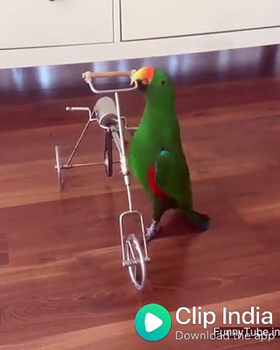 beautiful birds