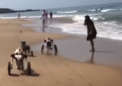 Shelter Dogs in Wheelchairs Have a Blast on the Beach