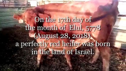 Insolite : La naissance de cette génisse rouge en Israël terrorise plusieurs personnes pour des raisons qui vous feront peur.