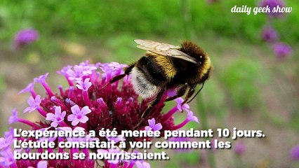 Les bourdons accros aux pesticides néonicotinoïdes