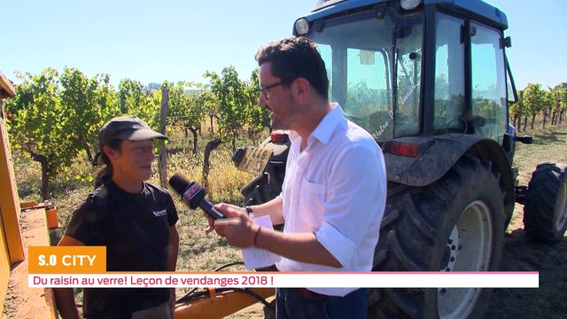 SO CITY - Du raisin à la bouteille! Les vendanges 2018 c'est parti!