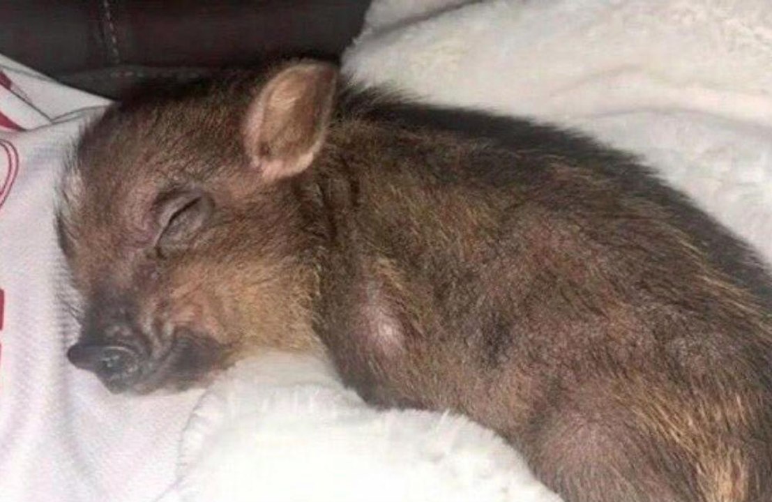 Ariana Grande hat jetzt ein Schwein