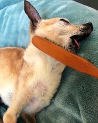 Dog Hypnotized by Hairbrush