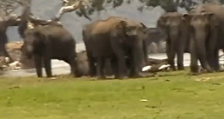 Sri Lanka'da Bir Grup Fil, Ölen Arkadaşının Başında Toplandı ve Yas Tuttu