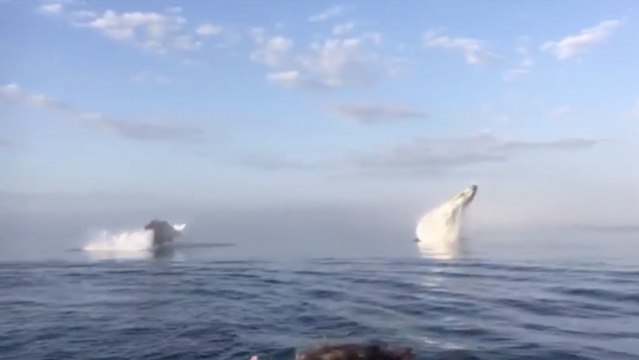 Trois baleines surprennent les passagers d'un bateau en effectuant trois sauts magnifiques