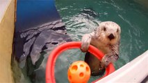 Der putzige Otter Eddie ist noch richtig fit