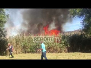 Report TV - Velipojë, zjarr në një kallamishte në fshatin Ças, rrezikohet kurora e gjelbër (